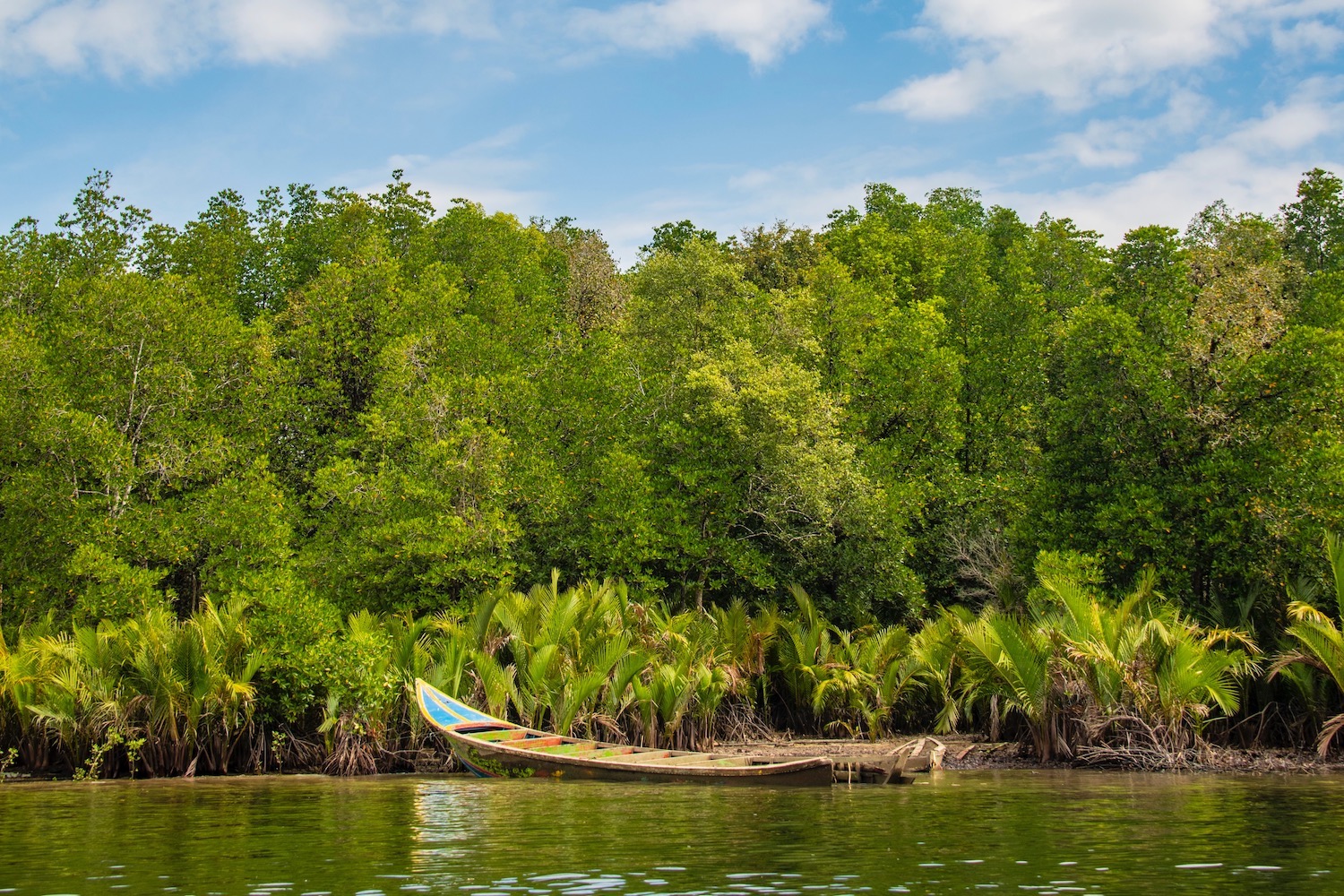 Dense mangrove forest with aerial roots and a small wooden walkway